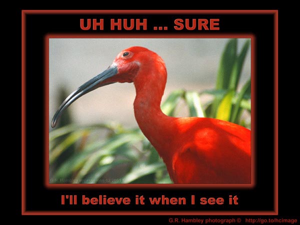 grh-inspirations-ibis-uh-huh-sure-onsite